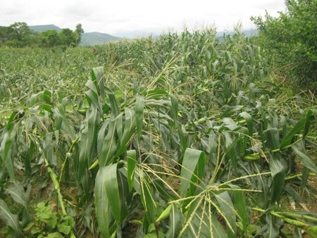 Lốc xoáy quét qua nhiều tỉnh, hàng trăm nhà dân hư hại