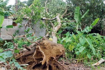 Lốc xoáy tung nhà, xô cây, phá lúa