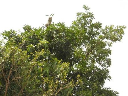 Lại khôi hài chuyện đòi xây miếu thờ vì... tổ kiến - 1