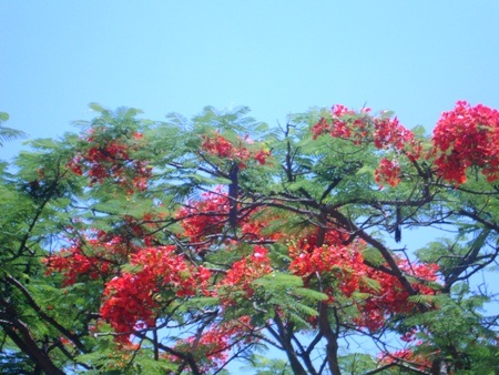 TP. Hà Tĩnh: Rực rỡ sắc màu hoa phượng đỏ