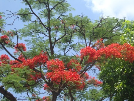TP. Hà Tĩnh: Rực rỡ sắc màu hoa phượng đỏ