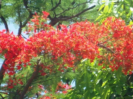 TP. Hà Tĩnh: Rực rỡ sắc màu hoa phượng đỏ