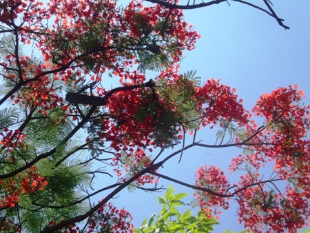 TP. Hà Tĩnh: Rực rỡ sắc màu hoa phượng đỏ