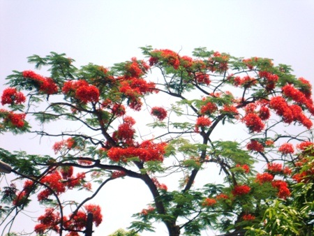 TP. Hà Tĩnh: Rực rỡ sắc màu hoa phượng đỏ