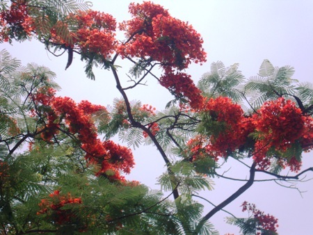 TP. Hà Tĩnh: Rực rỡ sắc màu hoa phượng đỏ