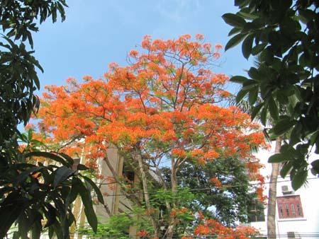 TP. Hà Tĩnh: Rực rỡ sắc màu hoa phượng đỏ