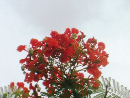 TP. Hà Tĩnh: Rực rỡ sắc màu hoa phượng đỏ