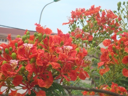 TP. Hà Tĩnh: Rực rỡ sắc màu hoa phượng đỏ