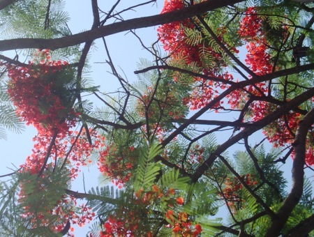 TP. Hà Tĩnh: Rực rỡ sắc màu hoa phượng đỏ