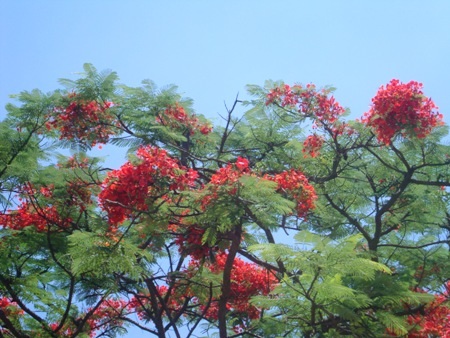 TP. Hà Tĩnh: Rực rỡ sắc màu hoa phượng đỏ