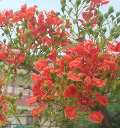 TP. Hà Tĩnh: Rực rỡ sắc màu hoa phượng đỏ