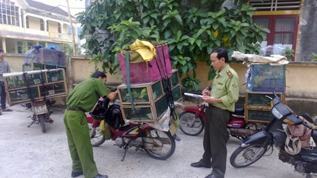 Thu giữ gần 200 con chim đang bị rao bán, thả về KBT thiên nhiên - 1 Thu giữ gần 200 con chim đang bị rao bán, thả về KBT thiên nhiên