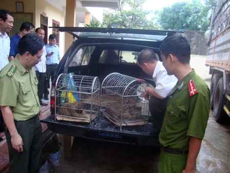 Bàn giao 4 “chúa tể rừng xanh” cho trung tâm cứu hộ động vật hoang dã - 2 4 cá thể hổ đều có tuổi đời rất non
