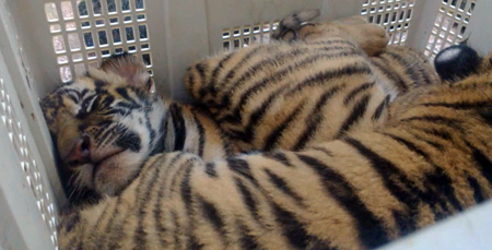 2 trong 4 cá thể hỗ bị bắt giữ. Tất cả số hổ này đều còn sống.