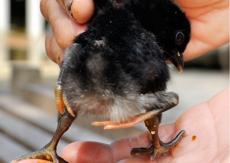 Chú gà con 4 chân nhìn từ phía sau