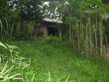 Đường vào nhà cụ Huệ cỏ mọc um tùm. Ngôi nhà của cụ như cái chòi nằm trên đồi.