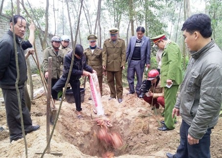 Đoàn liên ngành cùng chính quyền phường Đậu Liêu tổ chức tieê huỷ số gà hôi thối (ảnh: TH)