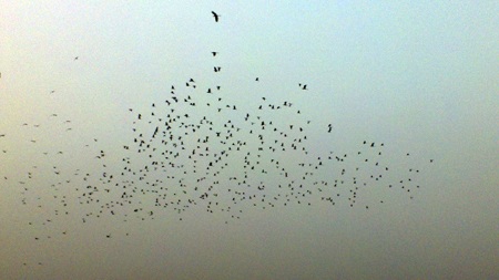 Hình ảnh đàn cò bay lượn khiến những người giàu trí tưởng tượng rất thích thú.