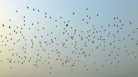 Hình ảnh đàn cò bay lượn khiến những người giàu trí tưởng tượng rất thích thú.