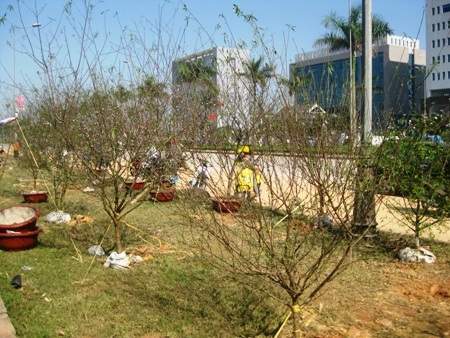 Đào "cười" trong nắng nóng, làm khổ người buôn hoa - 1 Đào xơ xác vì nắng nóng