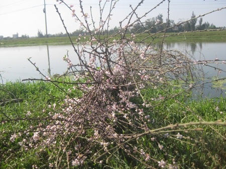 Đào "cười" trong nắng nóng, làm khổ người buôn hoa - 2 Chưa đến Tết nhưng phần lớn hoa đào đã nở rộ, vứt chỏng chơ