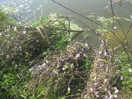 Đào "cười" trong nắng nóng, làm khổ người buôn hoa - 5 Ngâm đào trong nước mong cứu vãn được phần nào.