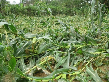 Nhiều ha ngô và...