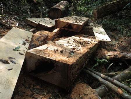50 ha rừng pơ mu hàng trăm năm tuổi bị đốn hạ - 3 Những tấm gỗ pơ mu vuông vắn được cưa xẻ giữa rừng già, chờ vận chuyển về xuôi