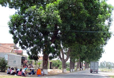 Thoát án tử, hàng cây xanh có giá trị lịch sử này sẽ tiếp tục là niềm tự hào của người dân Đức Thọ.