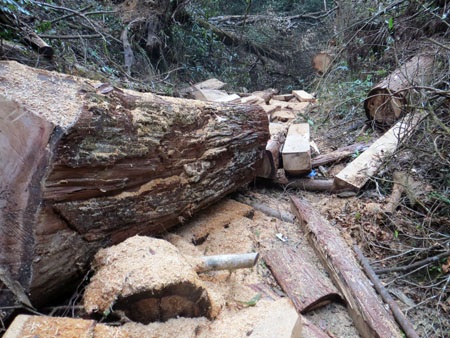 Bảo vệ nghiêm ngặt tang vật vụ phá 50ha rừng pơ mu - 1 Hiện trường rừng pơ mu tại Tiểu khu 198 bị lâm tặc tàn phá
