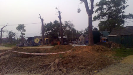 Những cây xà cừ đã được di dời, bắt đầu bén màu xanh