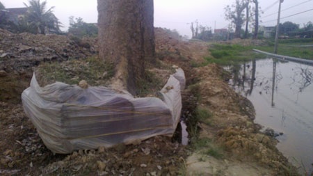 Một cây xà cừ đã được đào bao gốc chờ di chuyển sang trồng vị trí mới