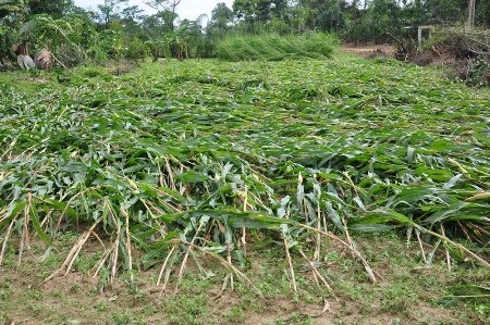 Hơn 30 héc ta hoa màu bị hỏng
