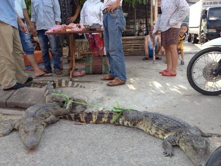 "Trưng bày" cá sấu sống ngay cổng chợ - 2 Nhóm tư thương ngang nhiên bày bán cá sấu trên vỉa hè