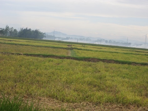 Khi đoàn tham quan của xã Cẩm Thành trở về thì người dân đã gần hoàn thành xong vụ gặt