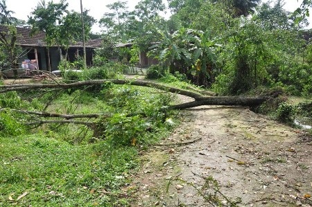 Cây xanh bị quật đổ