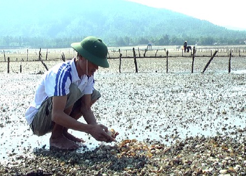 Ước tính thiệt hại của 8 hộ dân trong vụ sò chết năm nay lên đến hơn 1 tỷ đồng