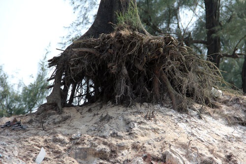 Một gốc phi lao trơ trọi gốc sau khi cát đất phủ quanh nó trôi xuống biển