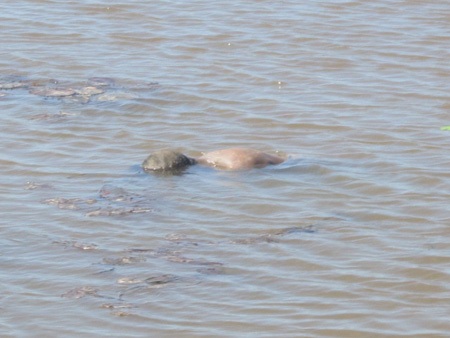 Thi thể nạn nhân lúc được người dân phát hiện