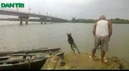 Điêu luyện cụ ông ngoài 80 dạy chó bơi sông - 1 Chú chó Mích lao xuống sông sau khi được khích lệ