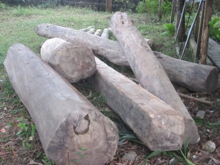 Toàn bộ số gỗ và xe kéo đã bị lực lượng kiểm lâm thu giữ