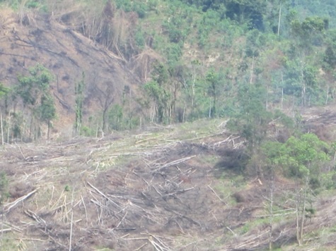 Chỉ trong vòng khoảng 2 tuần, hơn 75 héc ta đất rừng thuộc tiểu khu 229 và 236 đã bị chặt phá