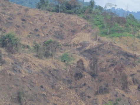 Chỉ trong vòng khoảng 2 tuần, hơn 75 héc ta đất rừng thuộc tiểu khu 229 và 236 đã bị chặt phá