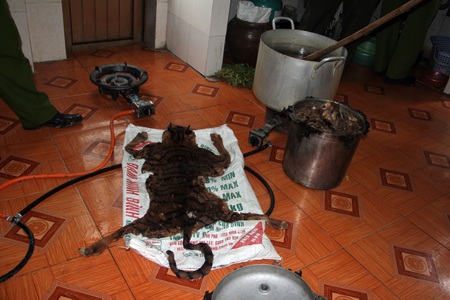 Hiện nguyên hình là một bộ da hổ.  