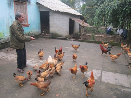 Ngoài ra, 2 vợ chồng ông còn nuôi thêm gà