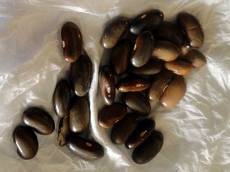 Ảnh tuần qua: Đám tang cho người nằm dưới sông Hồng - 5 CTV dân số cho trẻ em uống vitamin A bằng... hạt đậu giống!