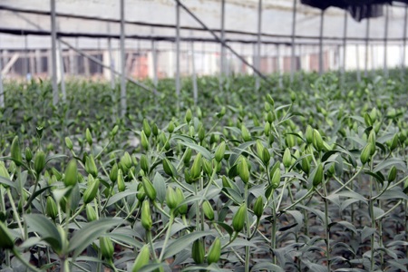 Thăm vườn ly của ông chủ thầu xây dựng - 2 Ông Trần Văn Bình, bên vườn hoa Ly chuyên nghiệp của mình ở địa bàn xã Khánh Môn, TP Hà Tĩnh