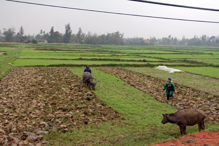 Thiếu nước trầm trọng, hàng trăm hecta đất lúa gặp nguy
