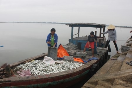 Những khoang thuyền đầy ắp cá