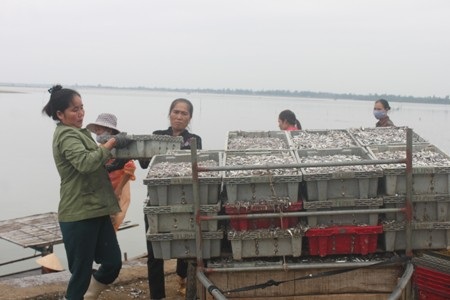 Cá vừa được đưa lên bờ đã được các thương lái tới đặt mua